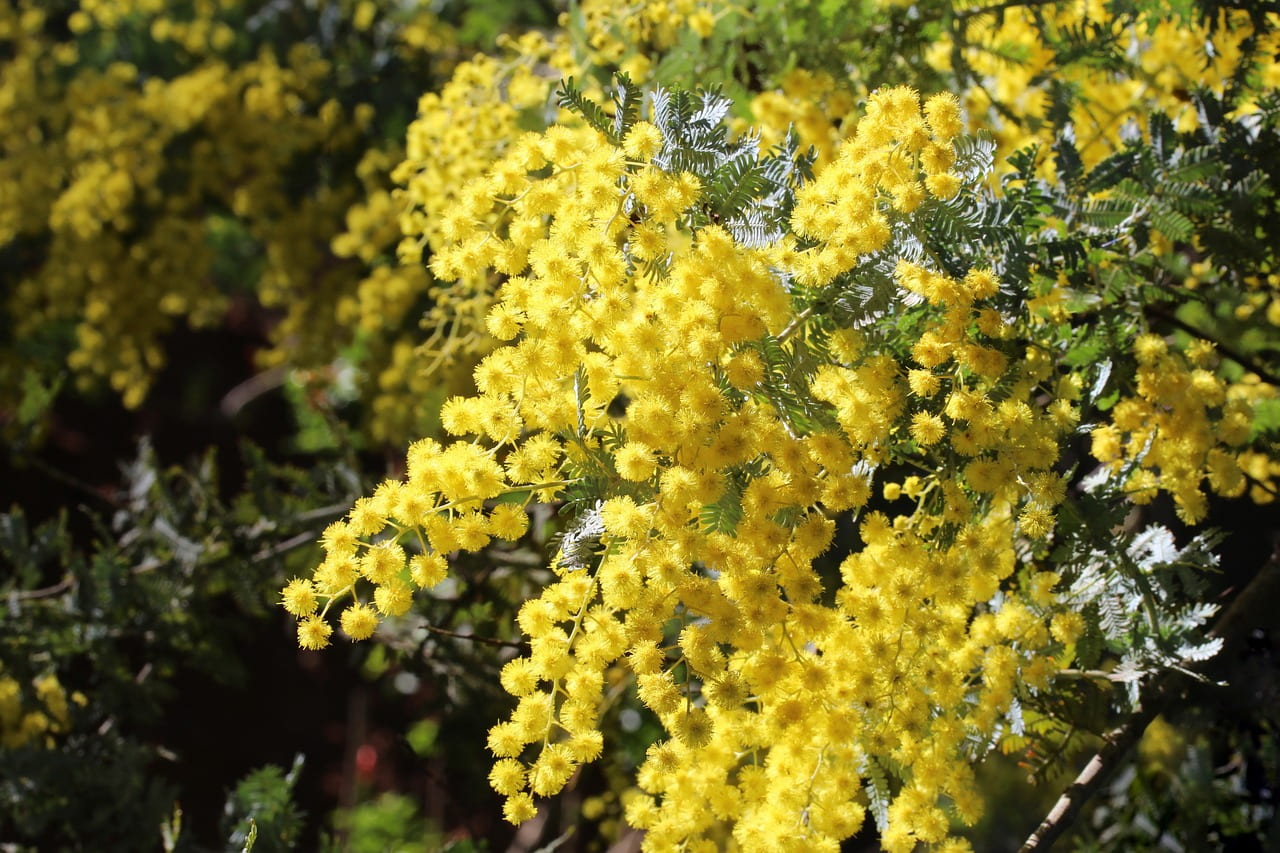 What Native Trees Flower In Winter Jims Tree Removal