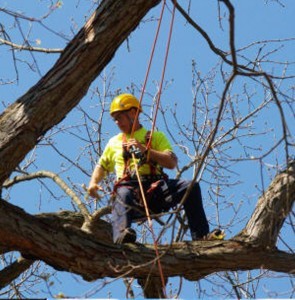 Tree Removal - Tree Cutting Sydney, Tree Lopping, Tree Felling