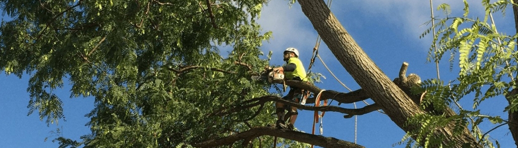 Gold Coast Tree Surgeon pruning trees for Gold Coast City Coucil