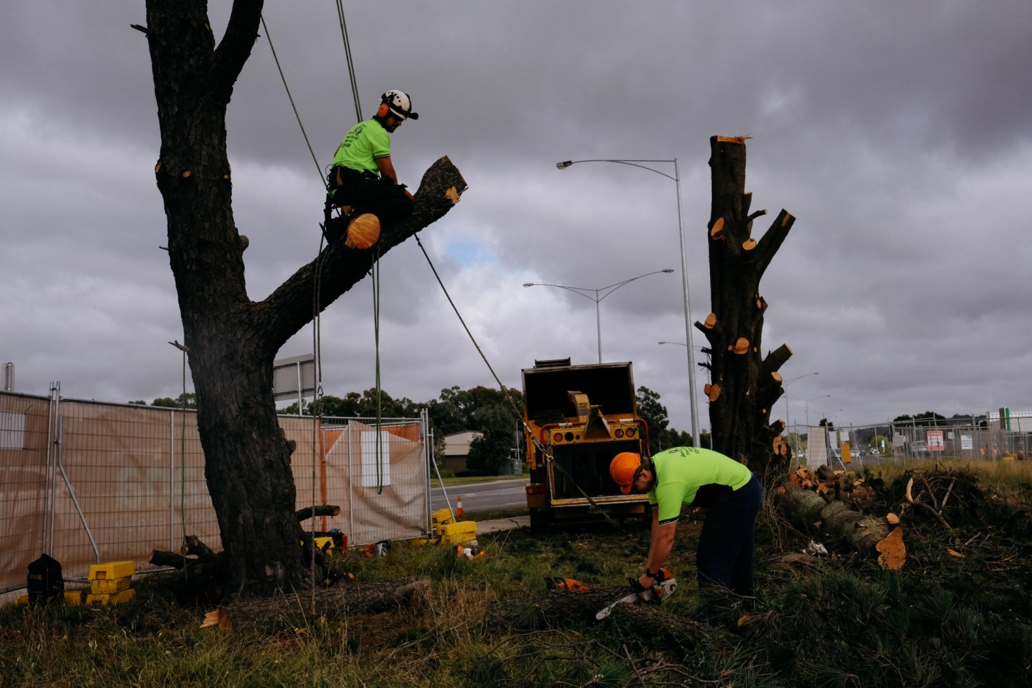 Two tree surgeons cutting down a tree