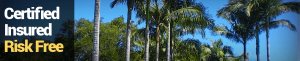 palm trees