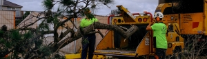tree removal in Melbourne