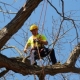 arborist in Geelong provides tree removal and lopping services