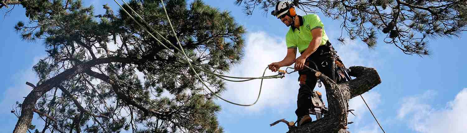 arborists provide tree services