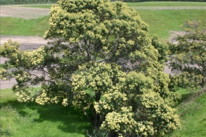 black wattle in city of manash