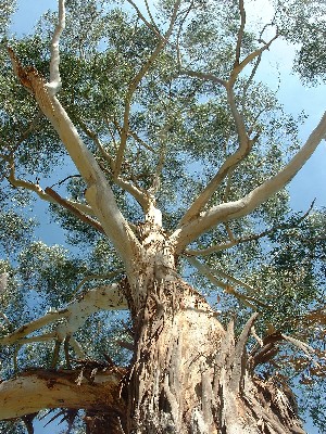 Tree in Canberra