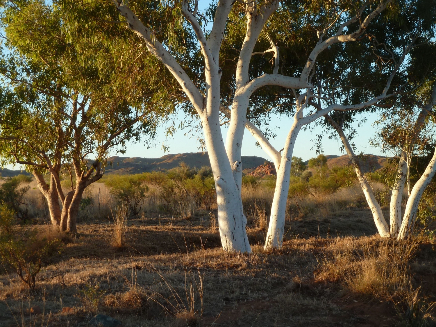 Gum Trees  JIm's Trees