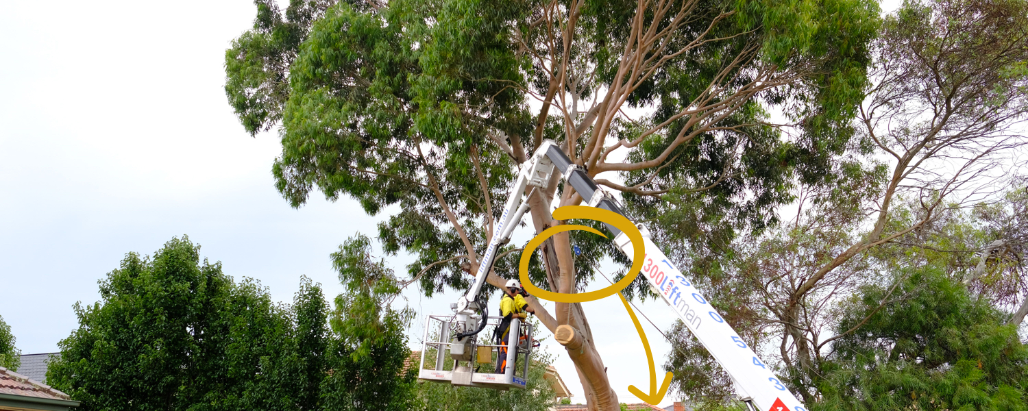 Adelaide Hills Tree Services. Tree Cutting, Tree Removal, Rope