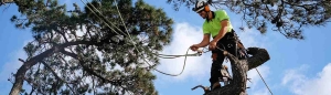 Arborist in safety harnessing working on tree