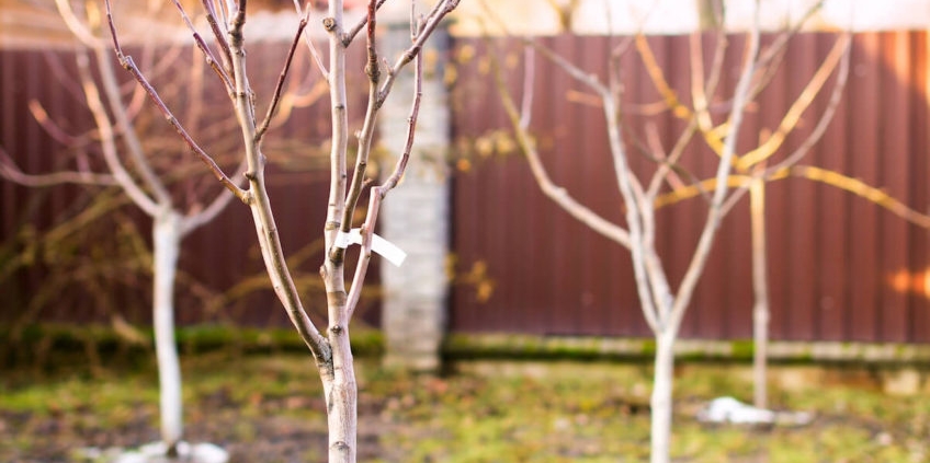 Winter Tree Care: Tips for the Season