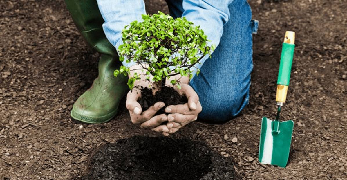 Planting a Nuisance Tree.