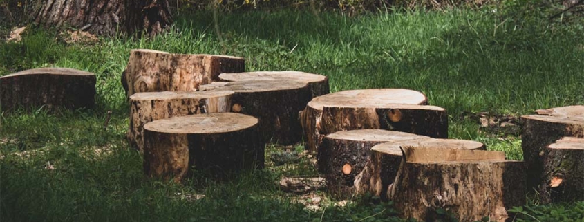 Tree stumps