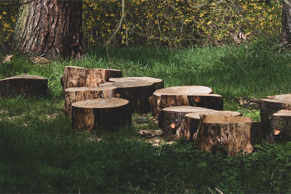 Tree stumps