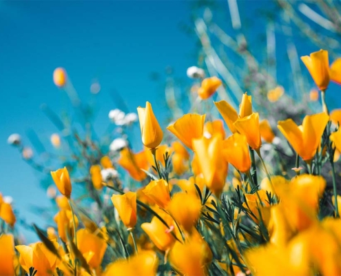 Yellow flowers in sunshine
