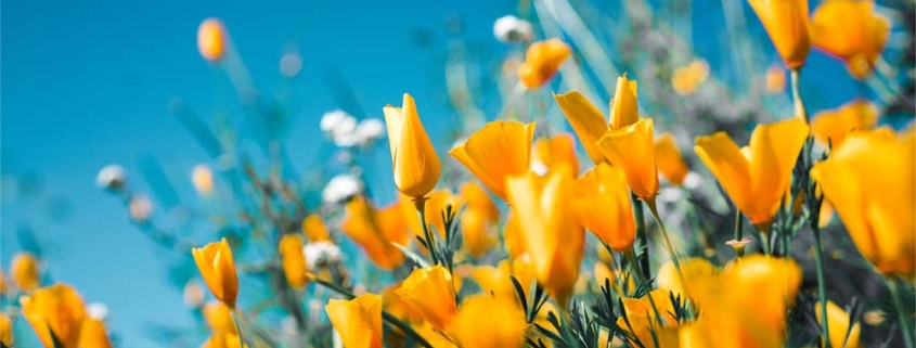 Yellow flowers in sunshine