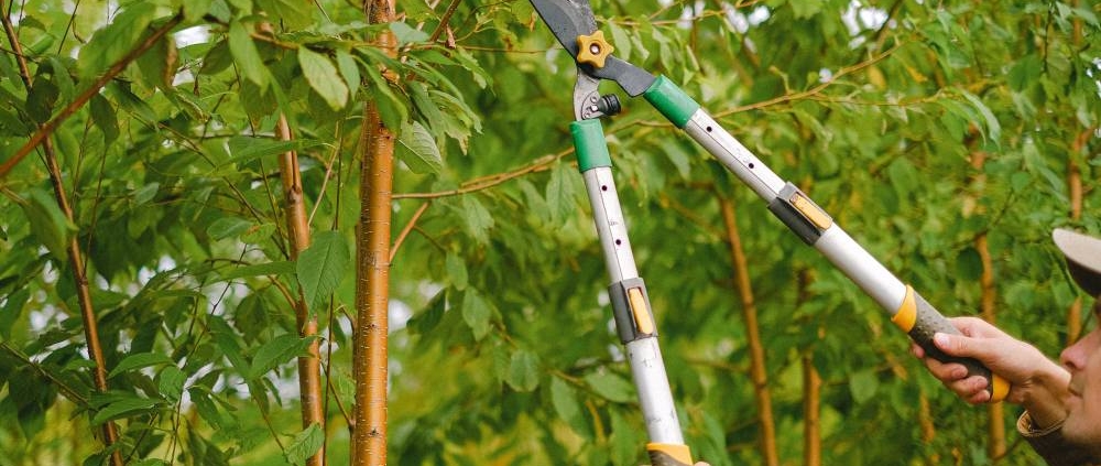 man with shears pruning a small tree limb