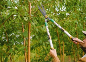 man with shears pruning a small tree limb