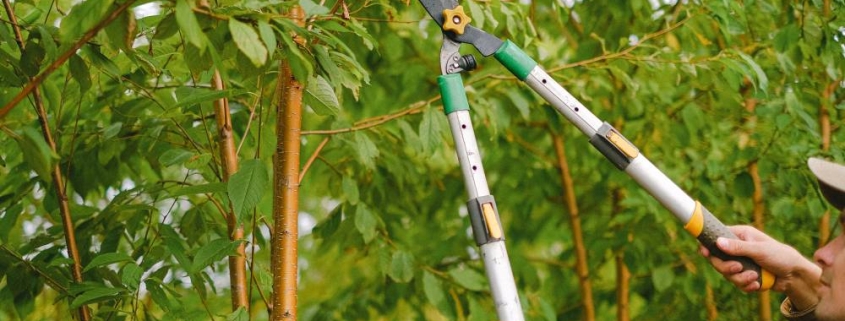 man with shears pruning a small tree limb
