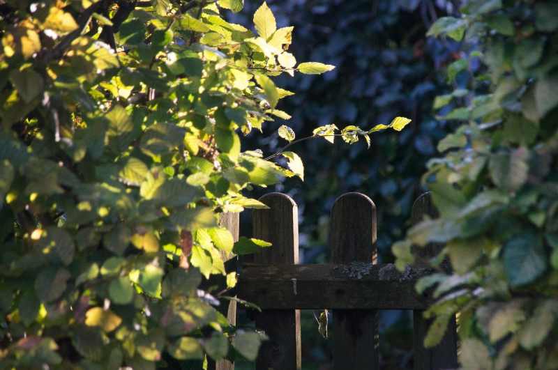 can-you-cut-a-neighbour-s-overhanging-tree-jims-trees