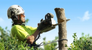 Worker sawing tree
