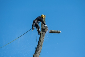 Arborist Cutting High Tree Branch