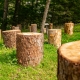 tree stumps in lush grass field