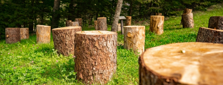 tree stumps in lush grass field