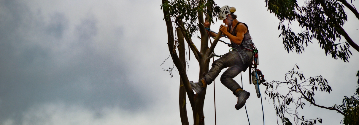 Tree removal