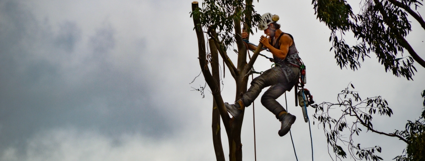 Tree removal