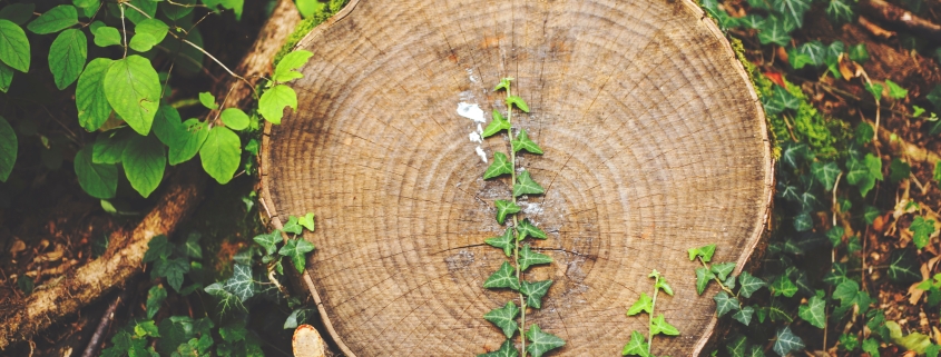 Stump Removal