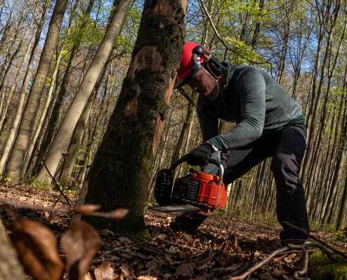 Man Cutting Down Tree From Stump In Protective Gear