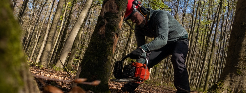 Man Cutting Down Tree From Stump In Protective Gear