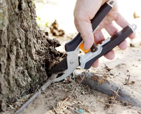 person pruning tree root