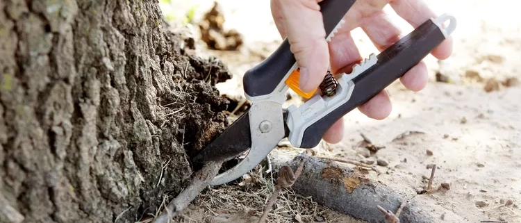 person pruning tree root