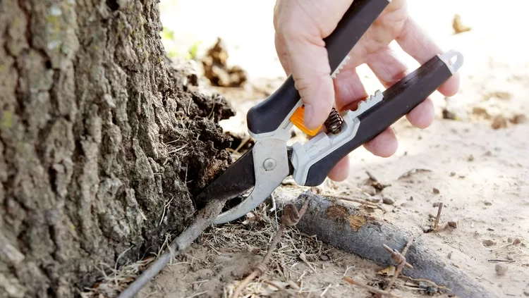 person pruning tree root