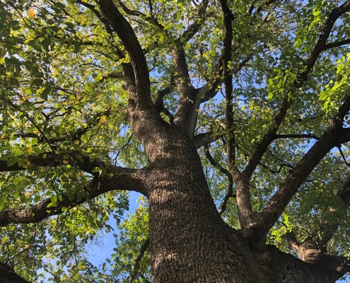 big tree