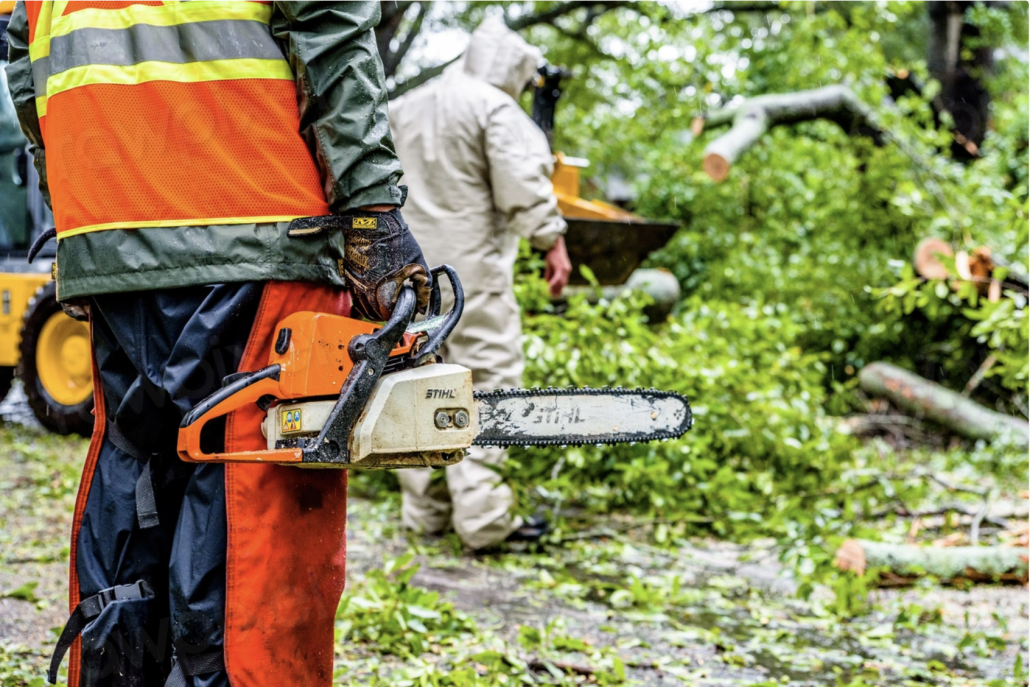 Arborist and council worker tree removal