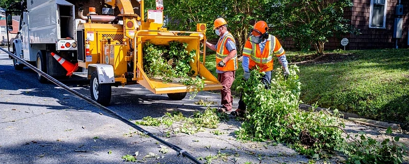 Two tree removalists in protective gear mulching trees.