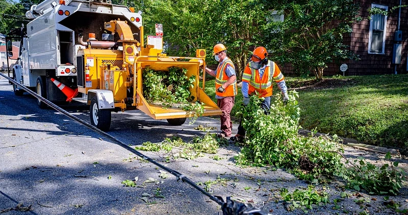 Two tree removalists in protective gear mulching trees.