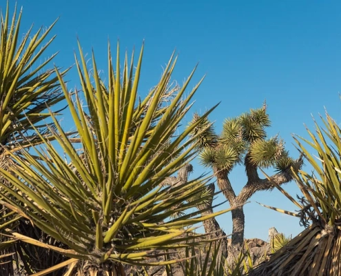 Yucca plants