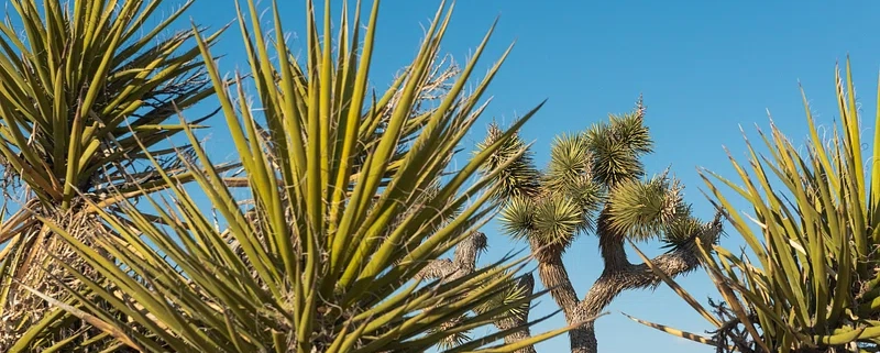 Yucca plants