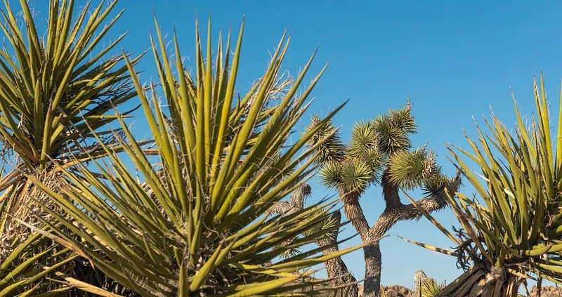 Yucca plants