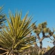 Yucca plants