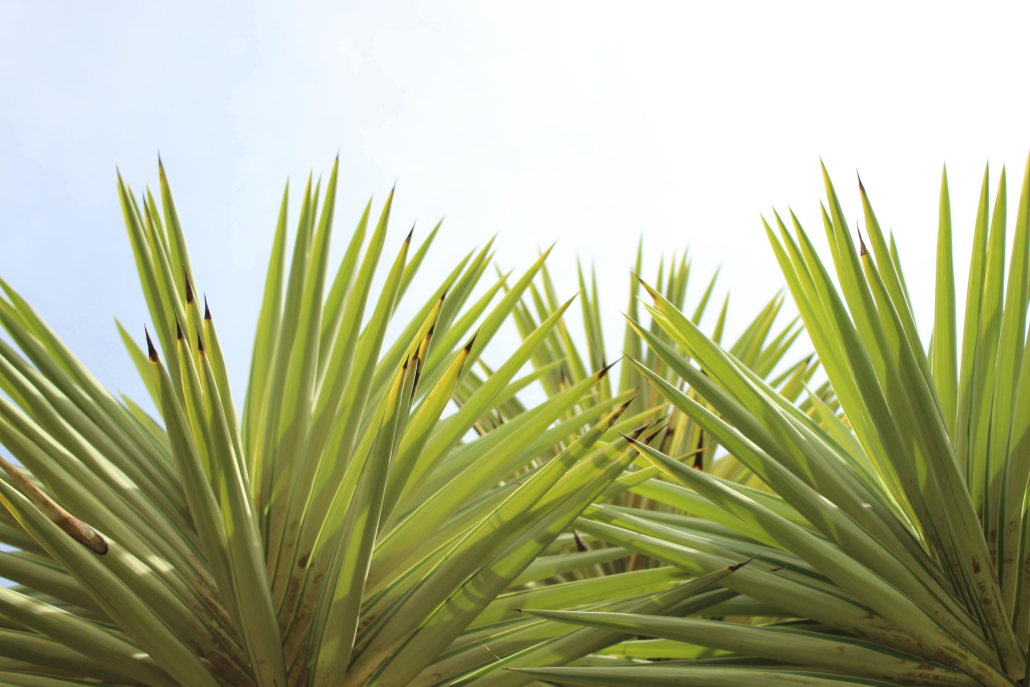 Close up of yucca plants in the sky.