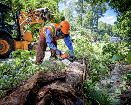 worker working on fallen tree