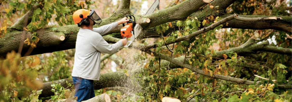 Man in hardhat trimming branches from a fallen tree, by using a chainsaw.