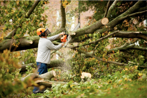 Man in hardhat trimming branches from a fallen tree, by using a chainsaw.