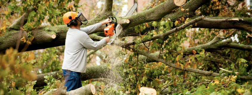 Man in hardhat trimming branches from a fallen tree, by using a chainsaw.