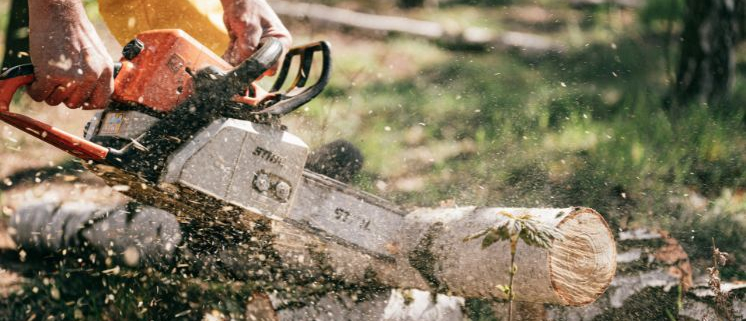 chainsaw cutting tree