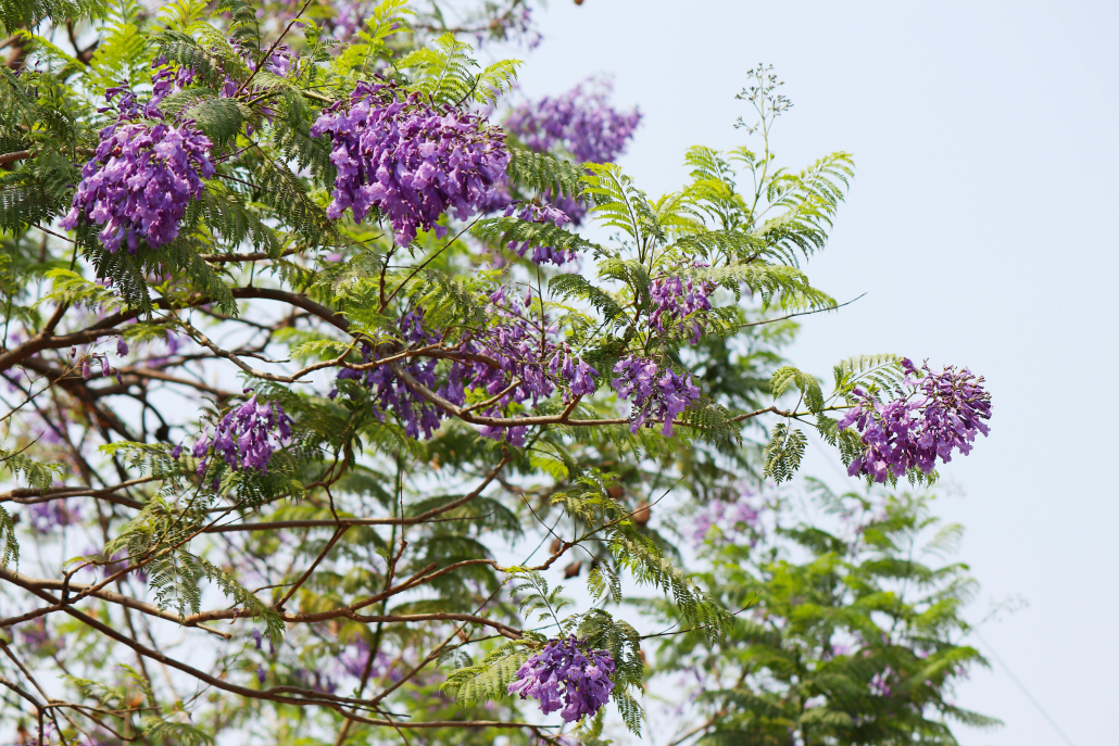 jacaranda tree